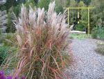 misanthus-sinensis-malepartus
