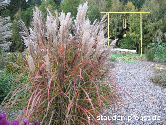 Miscanthus sinensis 'Malepartus' - Chinaschilf