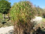 miscanthus-giganteus-aksel-olsen-2