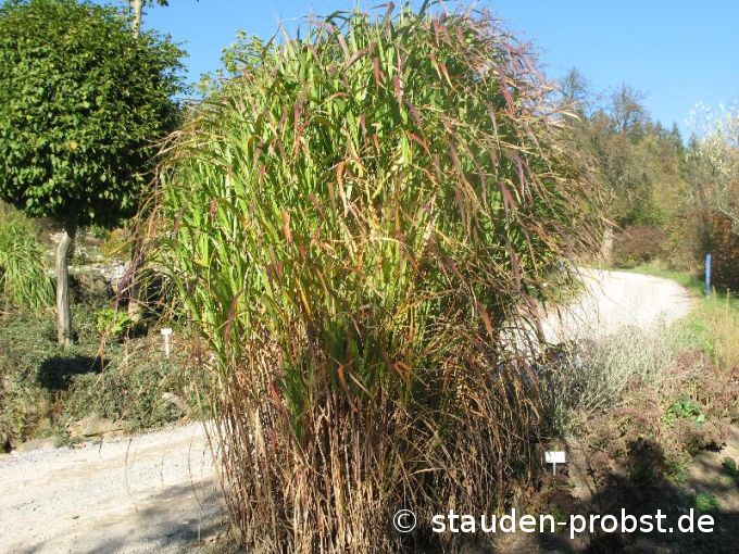 Miscanthus giganteus 'Aksel Olsen' - Riesenchinaschilf