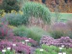 miscanthus-giganteus-aksel-olsen