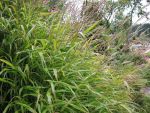miscanthus-oligostachys-2