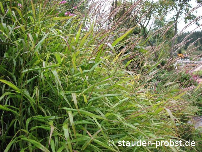 Miscanthus oligostachys - Zwerg Chinaschilf