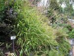 miscanthus-oligostachys-3