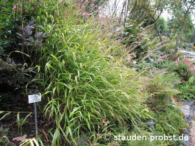 Miscanthus oligostachys - Zwerg Chinaschilf