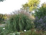 miscanthus-sinensis-globus