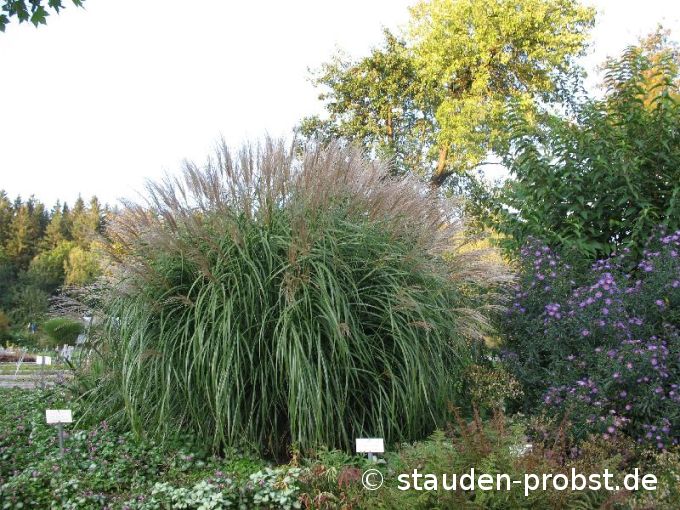 Miscanthus sinensis 'Globus' - Chinaschilf