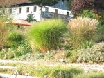 miscanthus-sinensis-gracillimus
