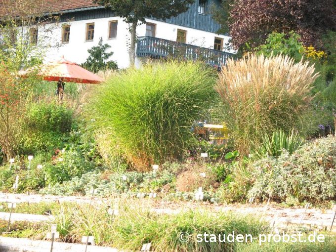 Miscanthus sinensis 'Gracillimus' - Chinaschilf, Eulalia-Gras