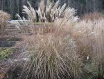 miscanthus-sinensis-hermann-muessel