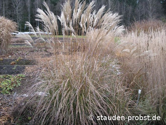 Miscanthus sinensis 'Hermann Müssel' - Chinaschilf