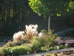 miscanthus-sinensis-fruehchen-2