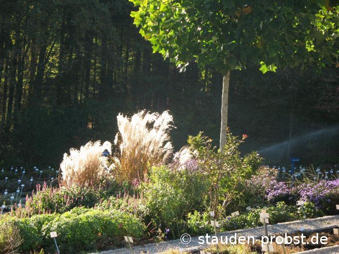 Miscanthus sinensis 'Frühchen' - Chinaschilf