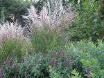 miscanthus-sinensis-fruehchen