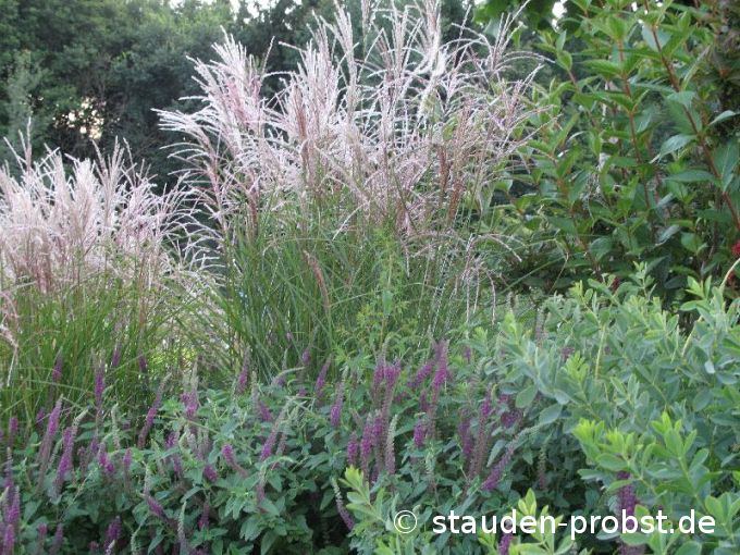 Miscanthus sinensis 'Frühchen' - Chinaschilf