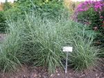 miscanthus-sinensis-little-zebra