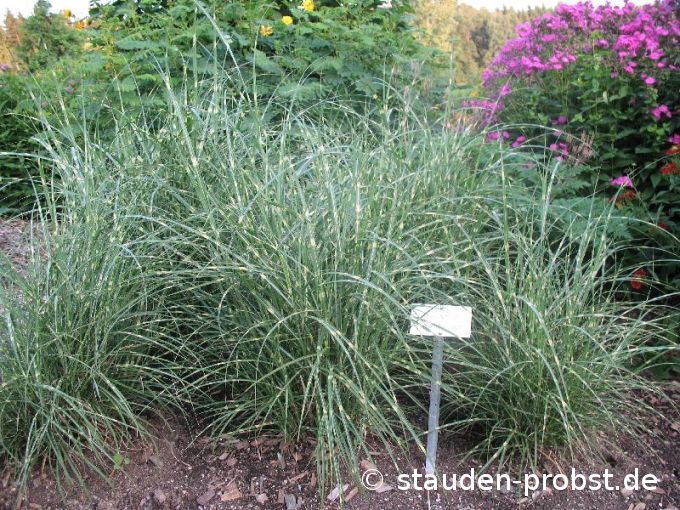 Miscanthus sinensis 'Little Zebra' - Zwerg Zebragras