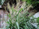 miscanthus-sinensis-nisidake-4