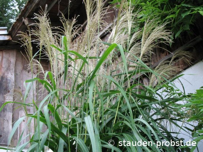 Miscanthus sinensis 'Nisidake' - Chinaschilf