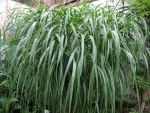 miscanthus-sinensis-nisidake