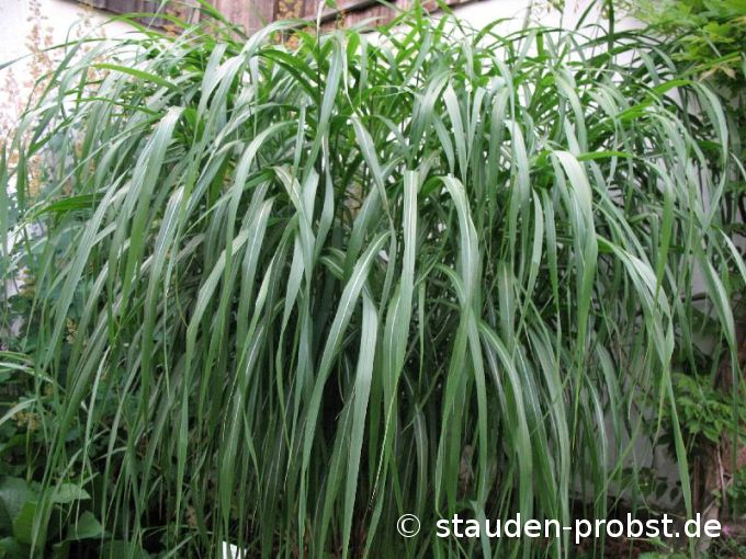 Miscanthus sinensis 'Nisidake' - Chinaschilf