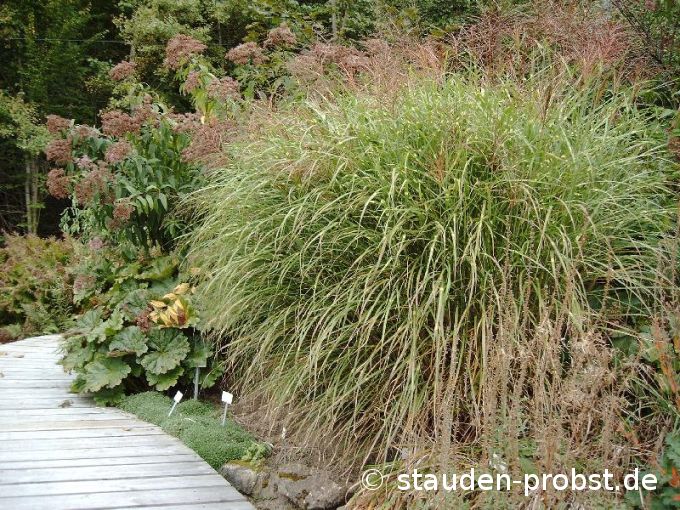 Miscanthus sinensis 'Pünktchen' - Chinaschilf
