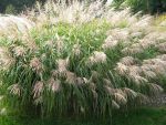 miscanthus-sinensis-silberfeder