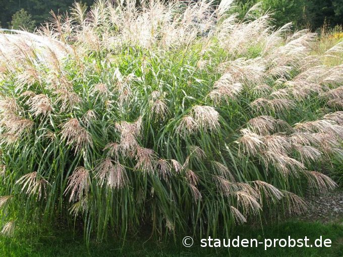 Miscanthus sinensis 'Silberfeder' - Chinaschilf