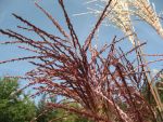 miscanthus-sinensis-vitriol