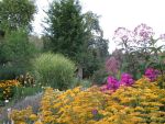 miscanthus-sinensis-zebrinus-2