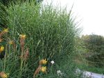 miscanthus-sinensis-zebrinus