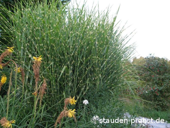 Miscanthus sinensis 'Zebrinus' - Chinaschilf, Zebragras