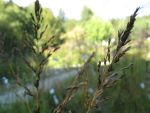 molinia-arundinacea-traumpfad
