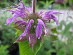 monarda-aquarius