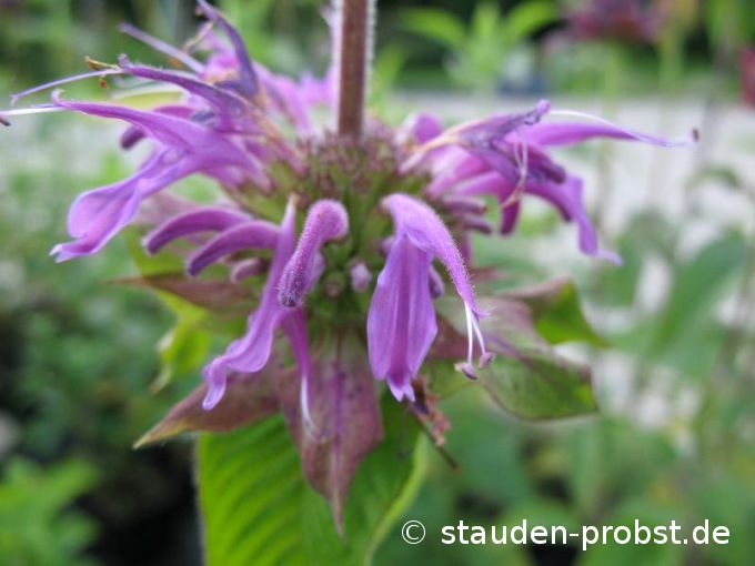 Monarda 'Aquarius' - Indianernessel