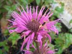 monarda-blaukranz-2