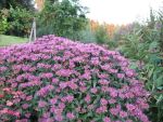 monarda-blaukranz