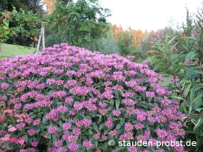 Monarda 'Blaukranz' - Indianernessel