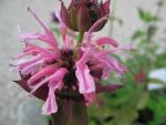 monarda-comanche