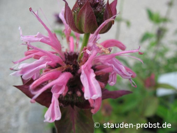 Monarda 'Comanche' - Indianernessel