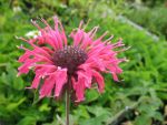 monarda-feuerschopf