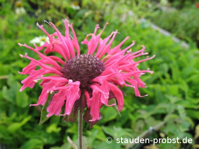 Monarda 'Feuerschopf' - Indianernessel