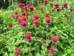 monarda-fireball-3