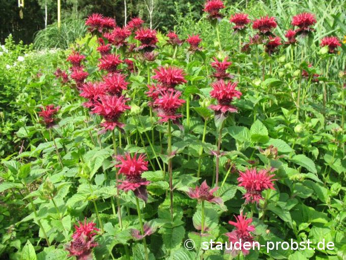 Monarda 'Fireball' - Indianernessel