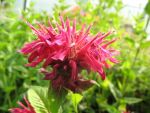 monarda-fireball
