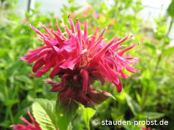 Monarda 'Fireball' - Indianernessel