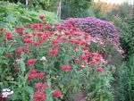 monarda-gardenview-scarlet-2