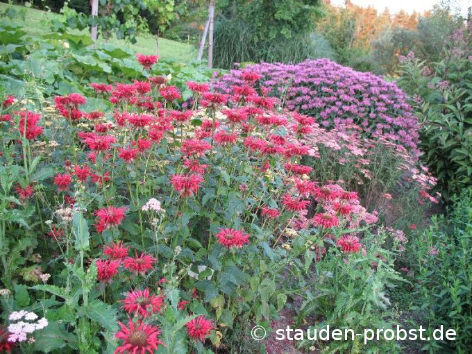 Monarda 'Gardenview Scarlet' - Indianernessel