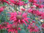 monarda-gardenview-scarlet