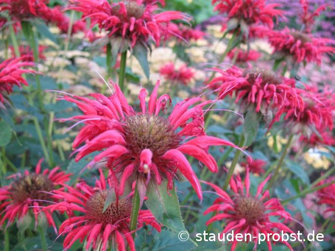 Monarda 'Gardenview Scarlet' - Indianernessel